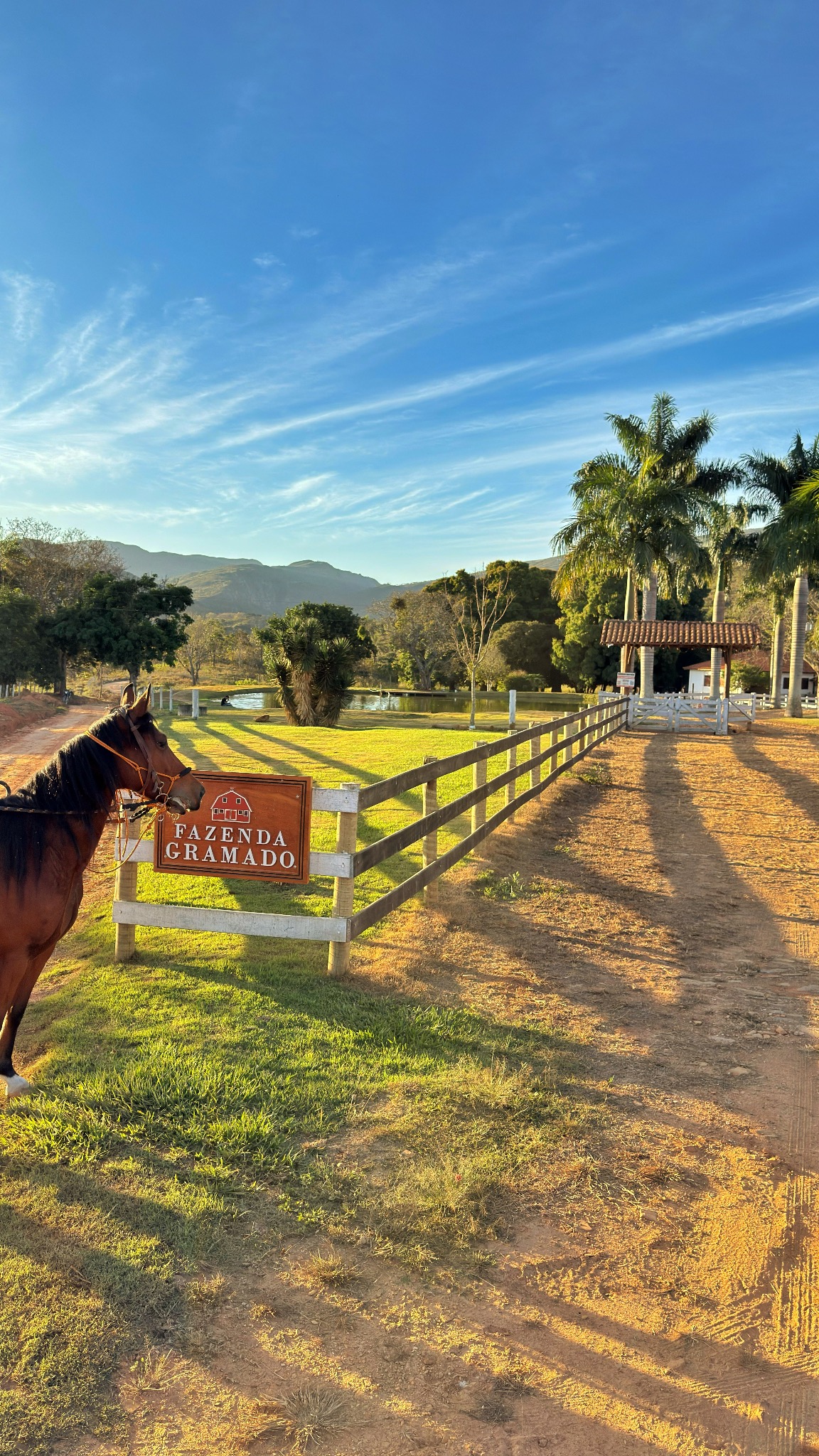 Cavalo Correndo no Pasto